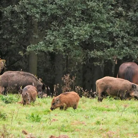 Vakantiehuis Huize Henk Emst