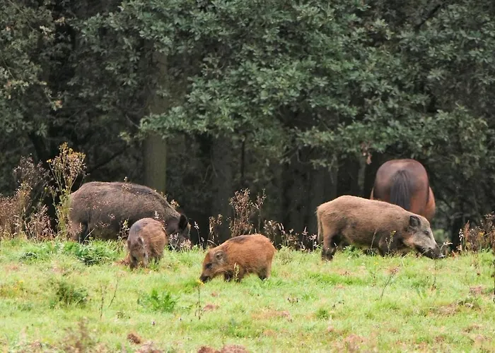 Semesterbostad Huize Henk Emst